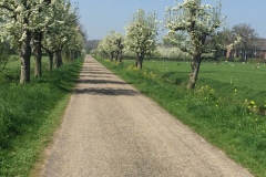 Mellardsestraat-bloeiende-perenbomen